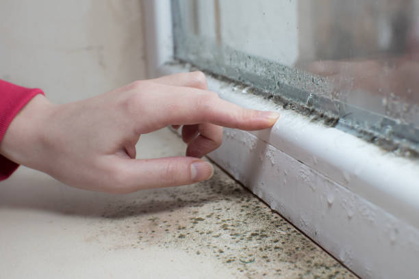 Asbestos and Lead Testing During Mold Inspection in Buckley, WA