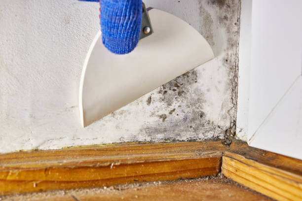 Best Mold-Related Health Consultation  in Buckley, WA